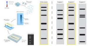 WBCS Genetic Fingerprinting - Biology Notes IMAGE