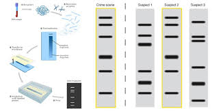 WBCS Genetic Fingerprinting - Biology Notes IMAGE