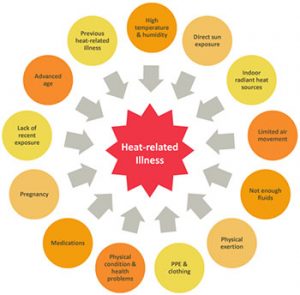 WBCS Physiology - Heat Stress And Heat Strain NOTES IMAGE