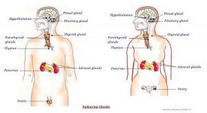 WBCS Biology - Hormones In Animal - Notes IMAGE