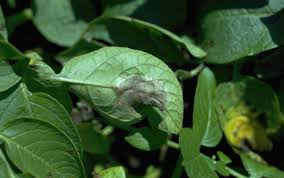 WBCS Late Blight Of Potato - Botany Notes IMAGE