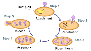 WBCS BOTANY Lytic cycle NOTES IMAGE