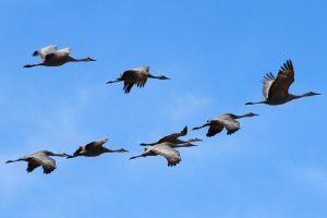 WBCS Migration Of Birds - Zoology Notes IMAGE