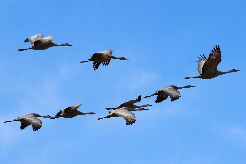 WBCS Migration Of Birds - Zoology Notes IMAGE