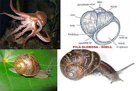 WBCS Locomotion In Mollusca - Zoology Notes IMAGE