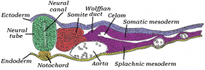 WBCS Zoology - Notochord NOTES IMAGE