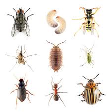 WBCS Zoology - Biological Control Of Insect Pests NOTES IMAGE