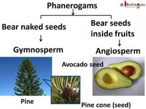 WBCS Phanerogams - Botany Notes IMAGE