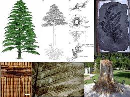 WBCS Progymnosperms - Botany Notes IMAGE