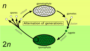 WBCS Botany Notes - Evolution Of Sporophytes NOTES IMAGE