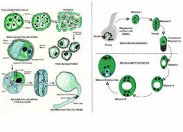 WBCS Megasporogenesis - Botany Notes IMAGE