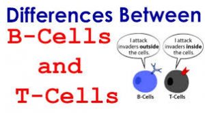 WBCS T & B Cell Cooperation - Zoology Notes IMAGE