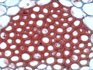 Biology - Tissues - Notes