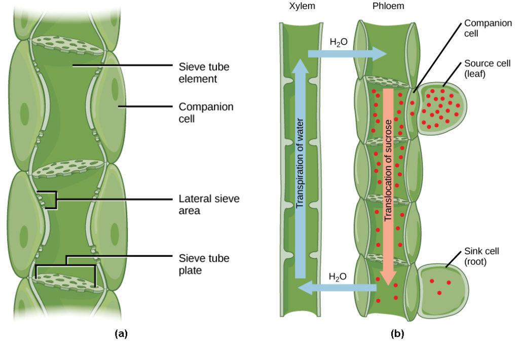 WBCS-Agriculture-Notes-On-Translocation-IMAGE