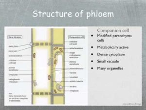 WBCS-Structure-Of-Phloem-Cells-Agriculture-Notes-IMAGE