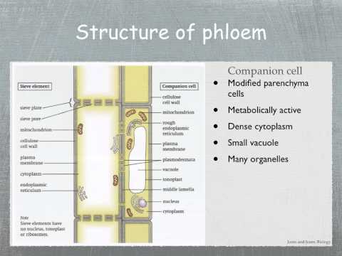WBCS-Structure-Of-Phloem-Cells-Agriculture-Notes-IMAGE