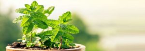 WBCS Main Optional Question Paper Botany IMAGE sample 2