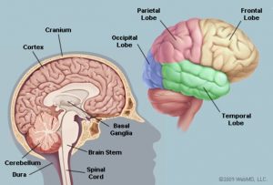 WBCS Biology - Human Brain - Notes IMAGE
