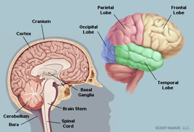 WBCS Biology - Human Brain - Notes IMAGE