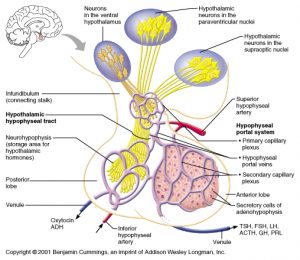 WBCS Physiology - Hypothalamic Releasing Factors IMAGE