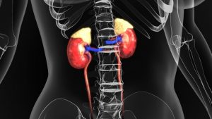 Adrenal-Tumors-–-Medical-Science-Notes-–-For-W.B.C.S.-Examination