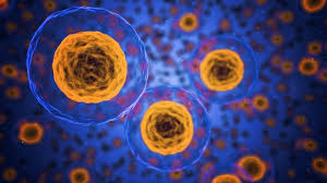 Biology-Notes-On-–-Stem-Cells-–-For-W.B.C.S.-Examination
