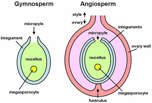 Botany-Notes-On-–-Ovule-–-Structure-And-Forms-–-For-W.B.C.S.-Examination.