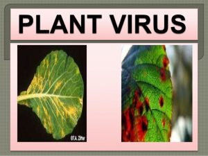 Botany-Notes-On-–-Plant-Viruses-–-For-W.B.C.S.-Examination.