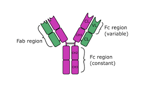 General-Science-Notes-On-–-Biology-–-Immunoglobulin-–-For-W.B.C.S.-Examination.