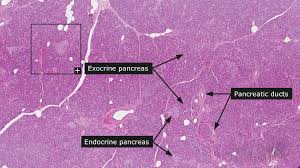 Histology-Of-Pancreas-–-Zoology-Notes-–-For-W.B.C.S.-Examination