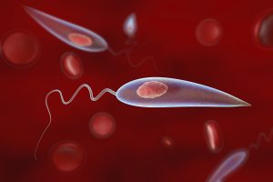 Life-Cycle-–-Pathogenecity-And-Control-Of-Leishmania-–-Zoology-Notes-–-For-W.B.C.S.-Examination