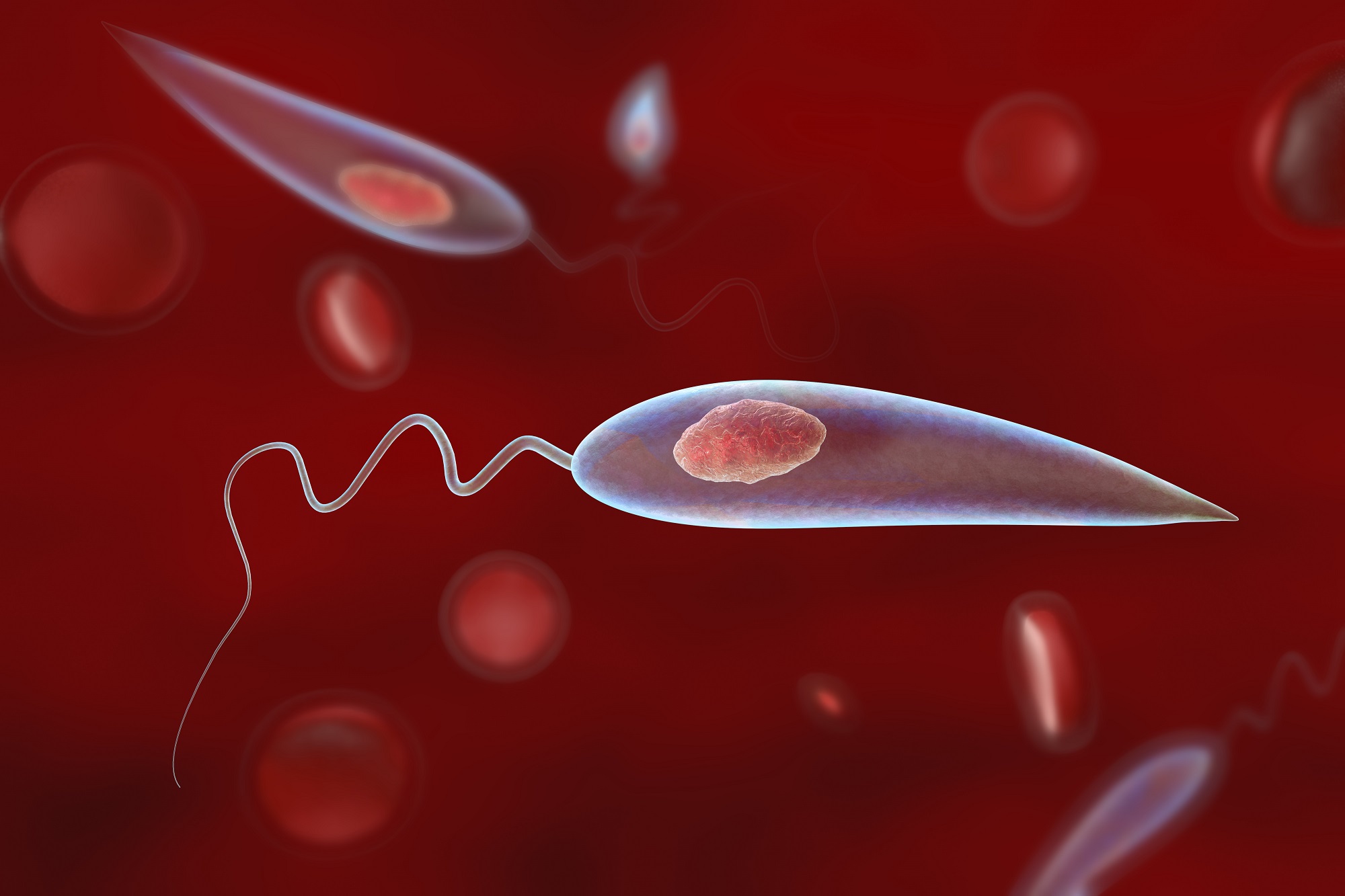 Life-Cycle-–-Pathogenecity-And-Control-Of-Leishmania-–-Zoology-Notes-–-For-W.B.C.S.-Examination