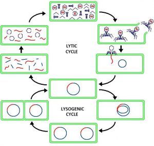 Lysogenic-Cycle-–-Botany-Notes-–-For-W.B.C.S.-Examination.