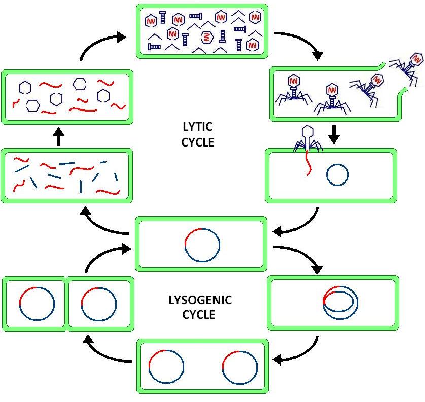 Lysogenic-Cycle-–-Botany-Notes-–-For-W.B.C.S.-Examination.