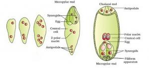 Megasporogenesis-–-Botany-Notes-–-For-W.B.C.S.-Examination
