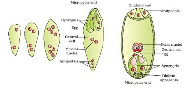 Megasporogenesis-–-Botany-Notes-–-For-W.B.C.S.-Examination