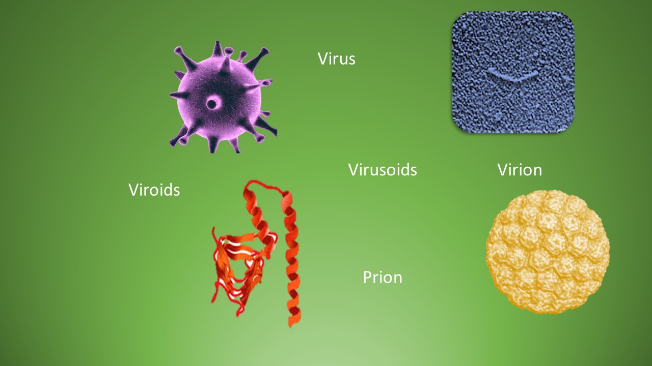 Viroids-–-Virusoids-–-Prions-–-Botany-Notes-–-For-W.B.C.S.-Examination