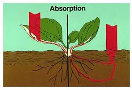 W.B.C.S.-Examination-Notes-On-–-Absorption-Of-Water-In-Plants-–-Agriculture-Notes