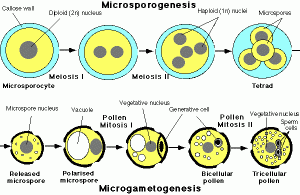 W.B.C.S.-Examination-Notes-On-–-Microsporogenesis-–-Botany-Notes