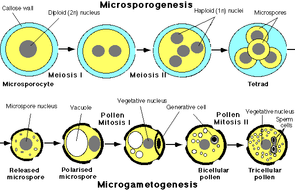 W.B.C.S.-Examination-Notes-On-–-Microsporogenesis-–-Botany-Notes