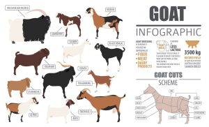 Animal-Husbandry-Notes-On-–-Types-Of-Goat-Breed-–-For-W.B.C.S.-Examination.