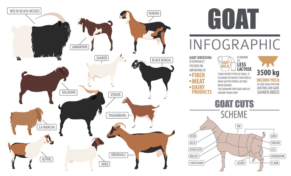 Animal-Husbandry-Notes-On-–-Types-Of-Goat-Breed-–-For-W.B.C.S.-Examination.