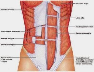 Medical-Science-Notes-On-–-Abdominal-Muscle-–-For-W.B.C.S.-Examination