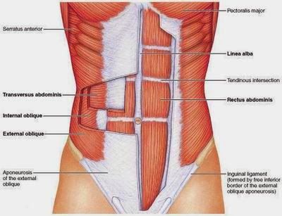 Medical-Science-Notes-On-–-Abdominal-Muscle-–-For-W.B.C.S.-Examination