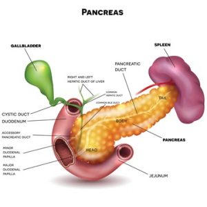 The-Pancreas-–-Medical-Science-Notes-–-For-W.B.C.S.-Examination