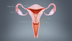 The-Uterus-–-Medical-Science-Notes-–-For-W.B.C.S.-Examination