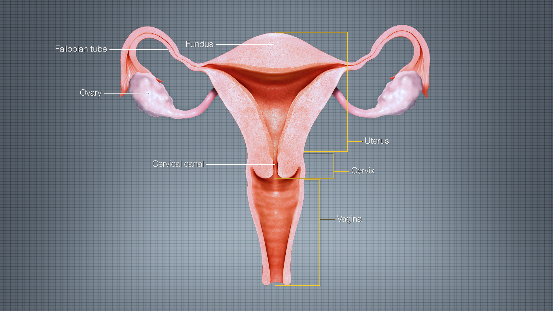 The-Uterus-–-Medical-Science-Notes-–-For-W.B.C.S.-Examination