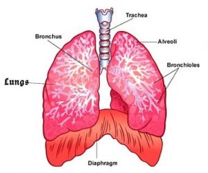 W.B.C.S.-Examination-Notes-On-–-Diaphragm-Anatomy-–-Medical-Science-Notes