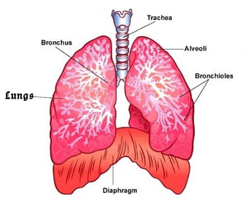 W.B.C.S.-Examination-Notes-On-–-Diaphragm-Anatomy-–-Medical-Science-Notes