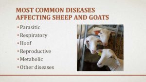 W.B.C.S.-Examination-Notes-On-–-Diseases-Of-Sheep-And-Goat-–-Animal-Husbandry-Notes